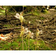 epipogium aphyllum sw.