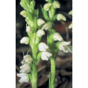 goodyera repens (l.) r. br. in w. t. aiton