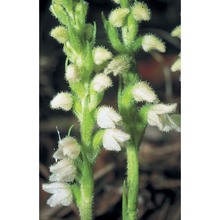 goodyera repens (l.) r. br. in w. t. aiton