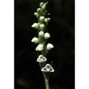 goodyera repens (l.) r. br. in w. t. aiton