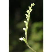 goodyera repens (l.) r. br. in w. t. aiton