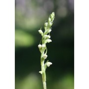 goodyera repens (l.) r. br. in w. t. aiton