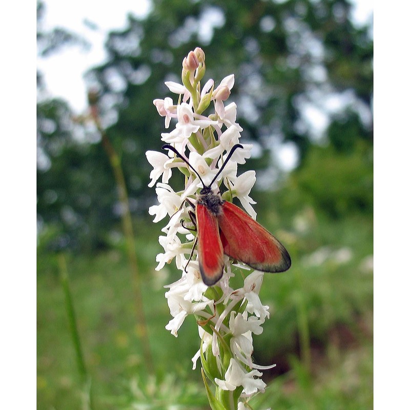 gymnadenia conopsea (l.) r. br.