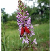 gymnadenia conopsea (l.) r. br.