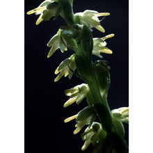 herminium monorchis (l.) r. br. in w.t. aiton