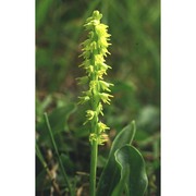 herminium monorchis (l.) r. br. in w.t. aiton