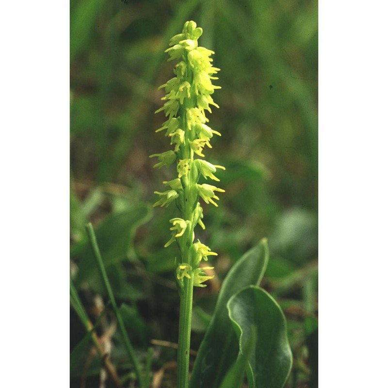 herminium monorchis (l.) r. br. in w.t. aiton