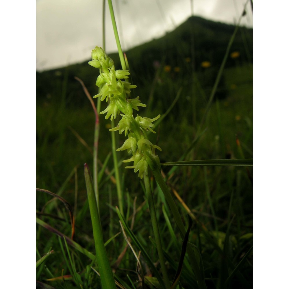 herminium monorchis (l.) r. br. in w.t. aiton