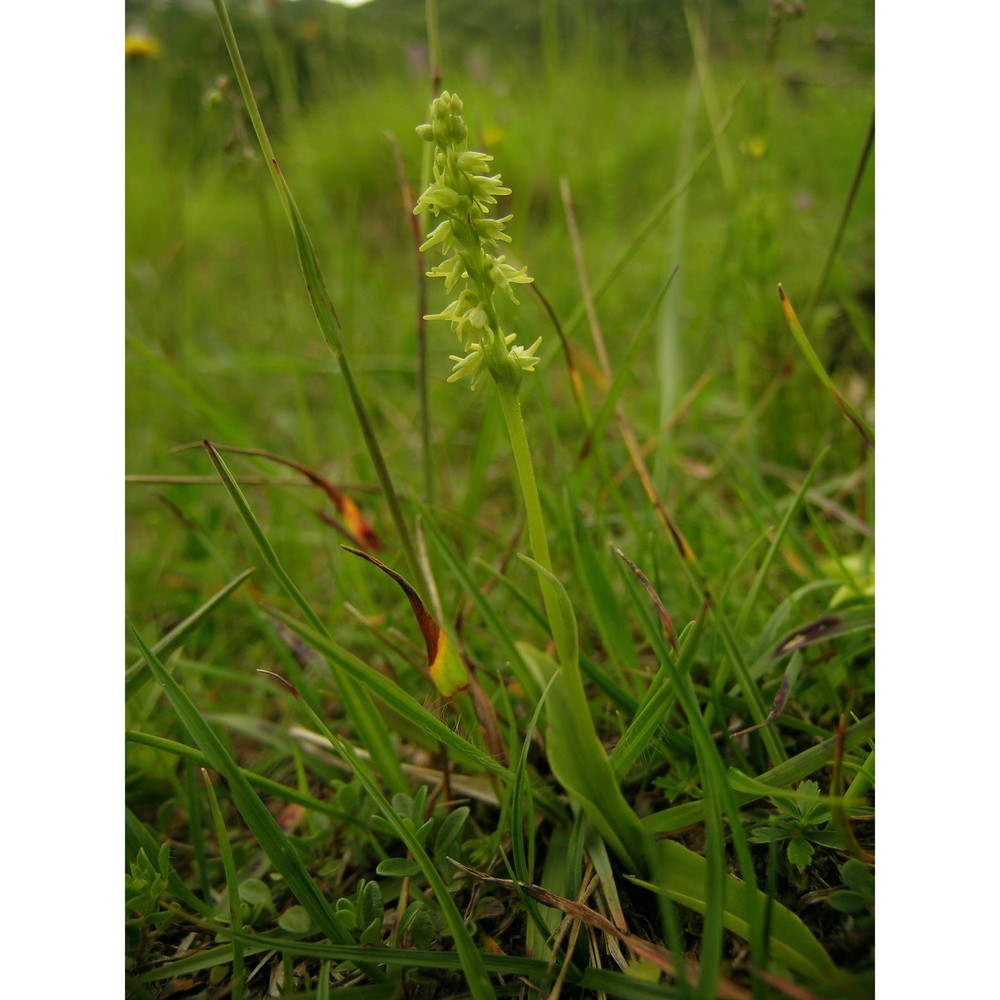 herminium monorchis (l.) r. br. in w.t. aiton