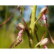 himantoglossum adriaticum h. baumann