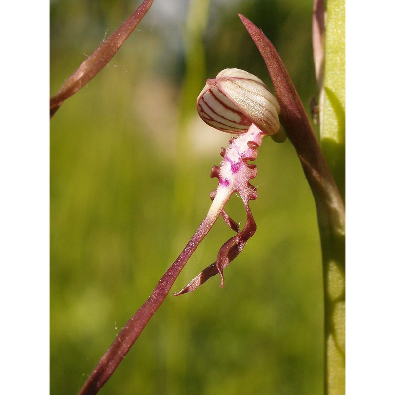 himantoglossum adriaticum h. baumann