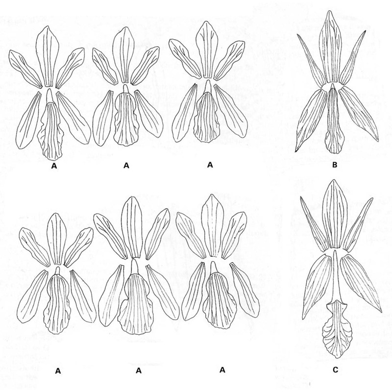 limodorum abortivum (l.) sw.