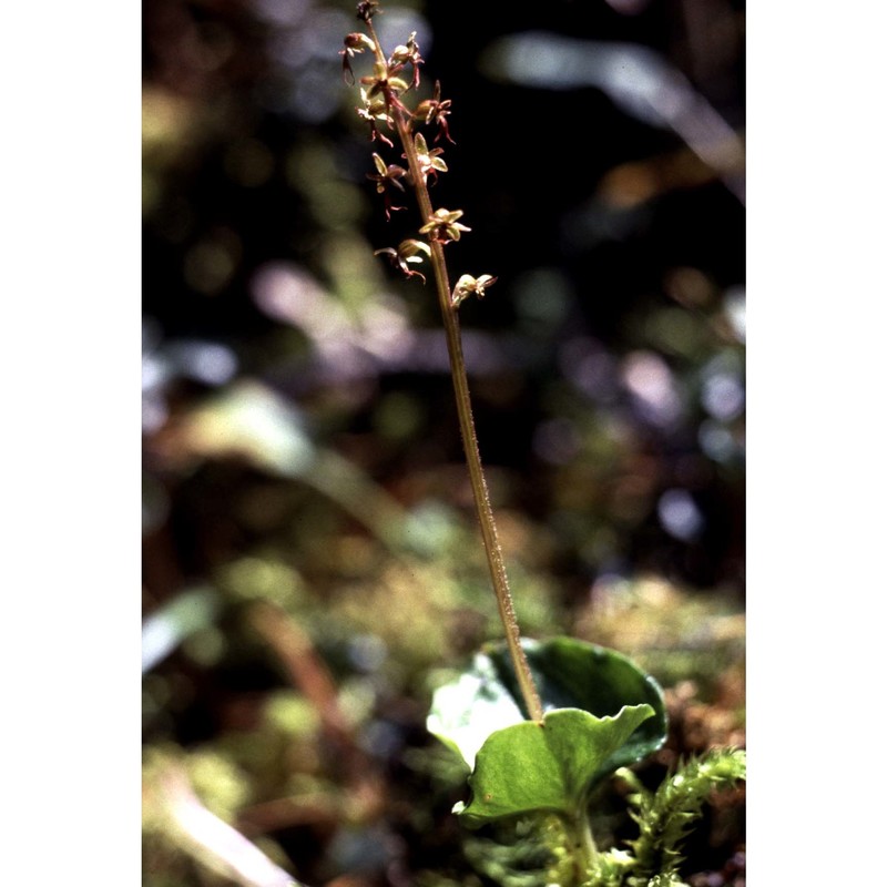 listera cordata (l.) r. br.