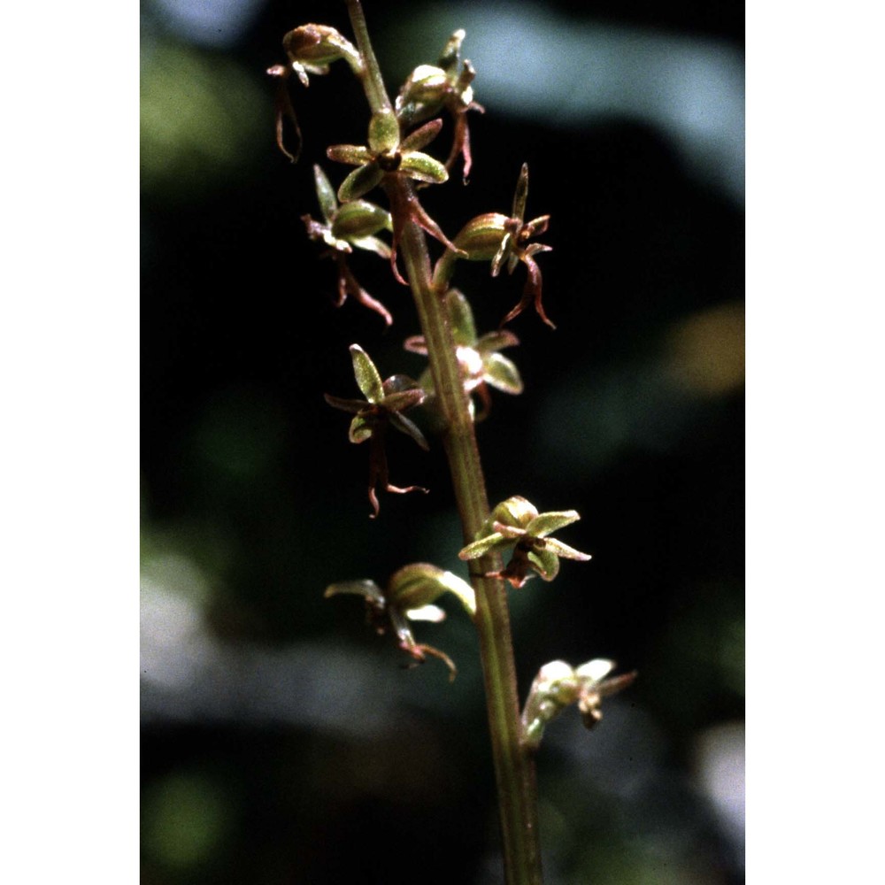 listera cordata (l.) r. br.