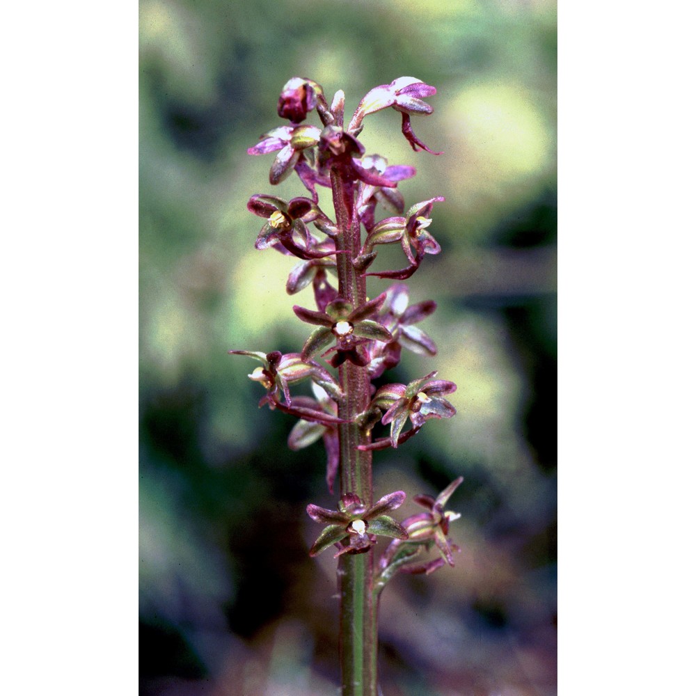 listera cordata (l.) r. br.