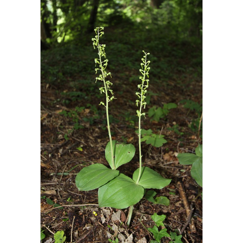 listera ovata (l.) r. br.