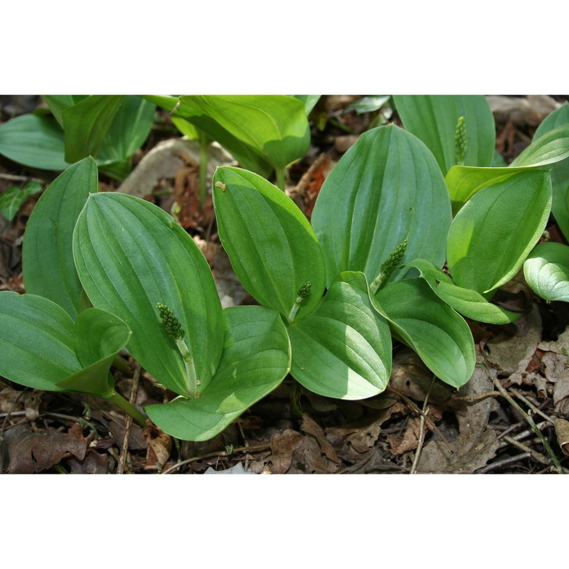 listera ovata (l.) r. br.