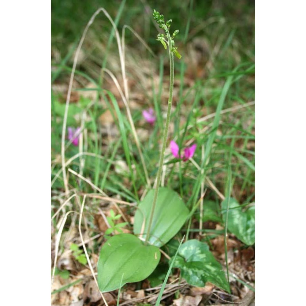 listera ovata (l.) r. br.