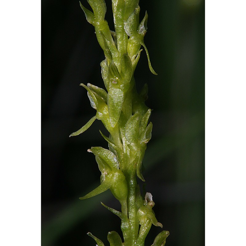 malaxis paludosa (l.) sw.