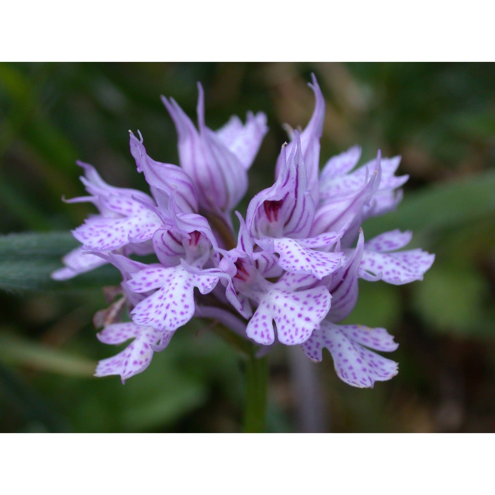 neotinea commutata (tod.) r. m. bateman