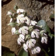 neotinea lactea (poir.) r. m. bateman, pridgeon et m. w. chase