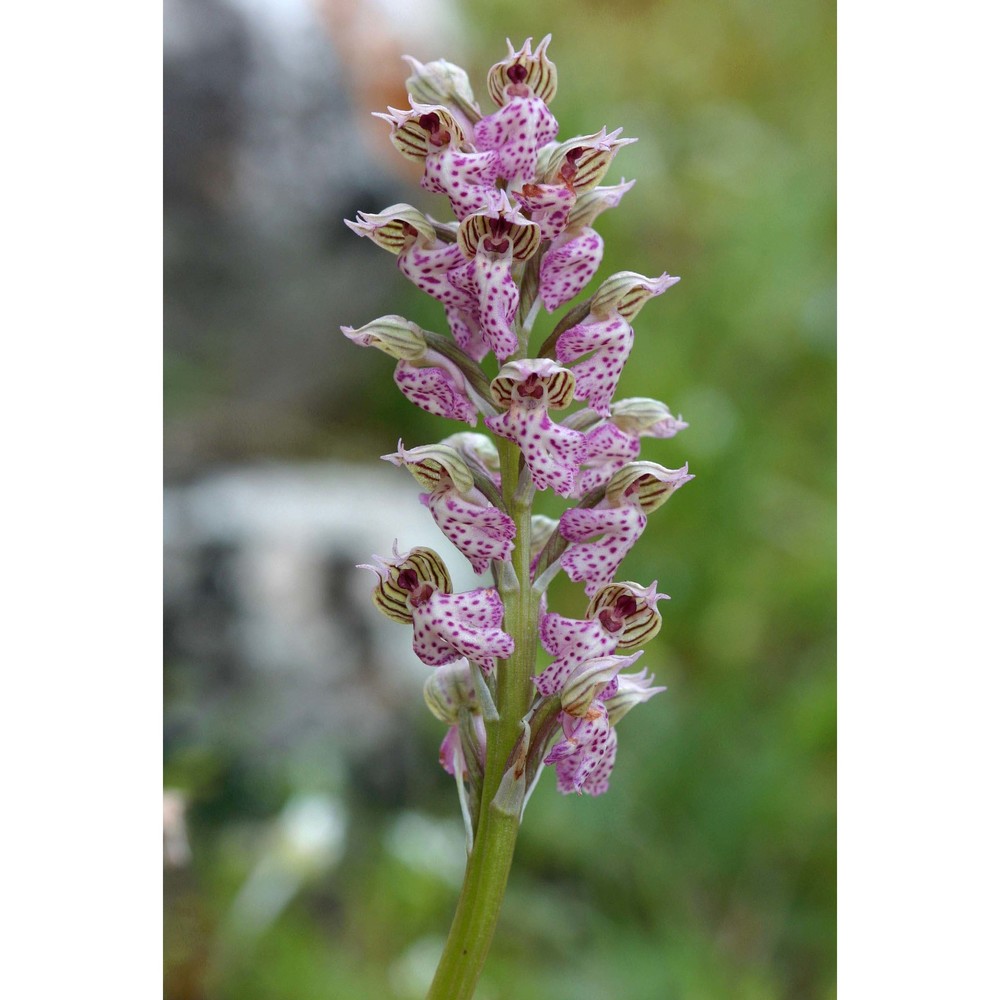 neotinea lactea (poir.) r. m. bateman, pridgeon et m. w. chase