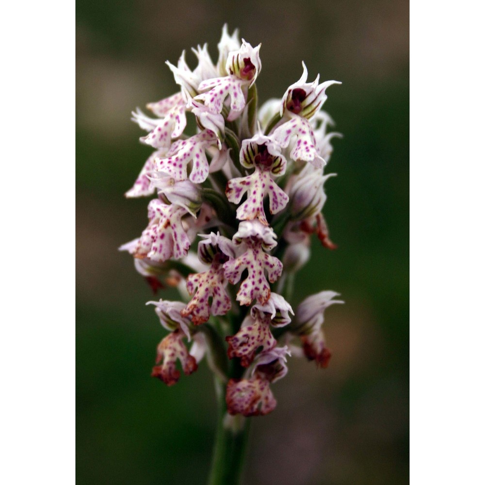 neotinea lactea (poir.) r. m. bateman, pridgeon et m. w. chase