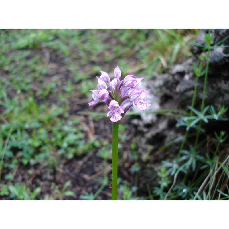 neotinea lactea (poir.) r. m. bateman, pridgeon et m. w. chase