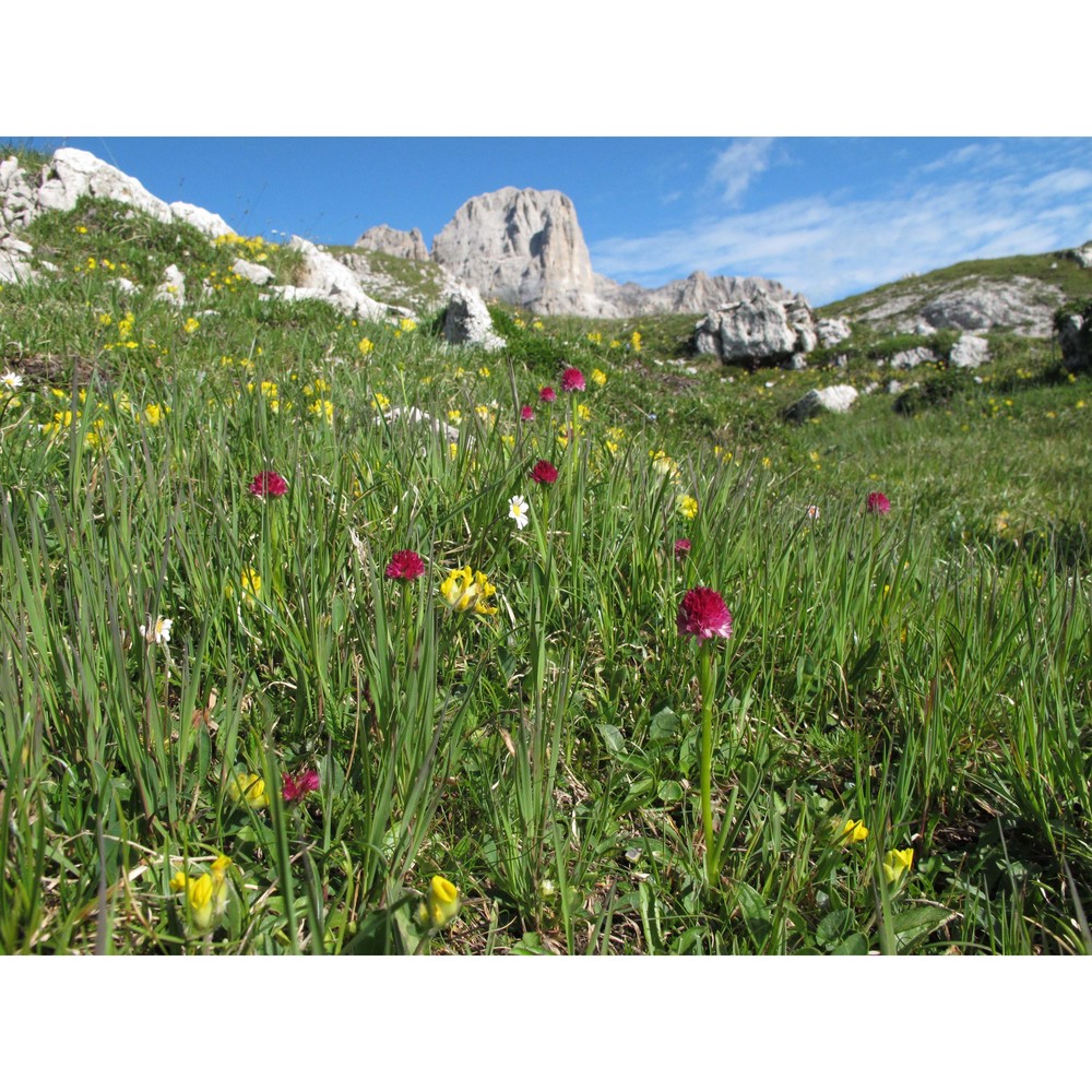 nigritella buschmanniae teppner et ster