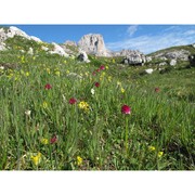 nigritella buschmanniae teppner et ster