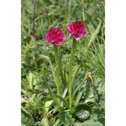 nigritella buschmanniae teppner et ster