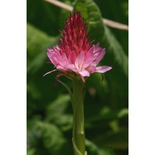 nigritella corneliana (beauverd) gölz et h. r. reinhard