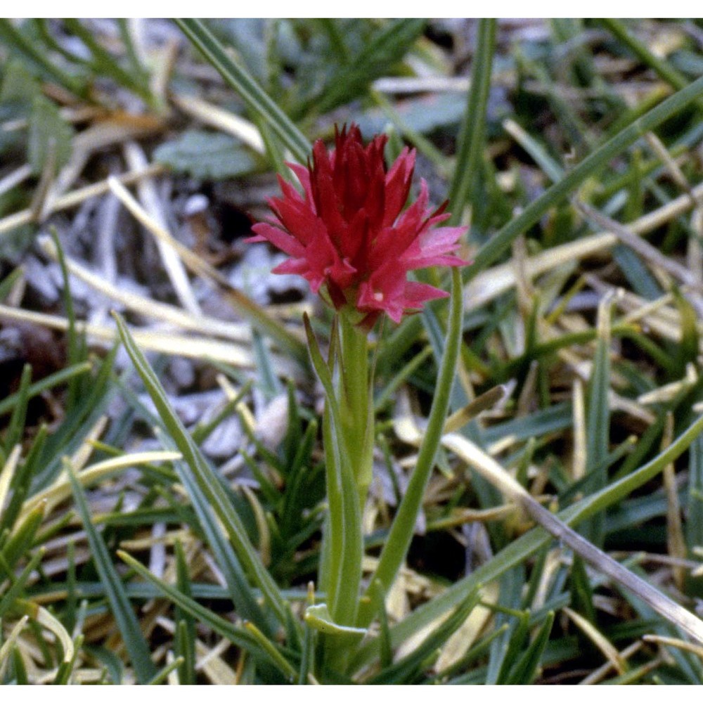 nigritella rubra (wettst.) k. richt.