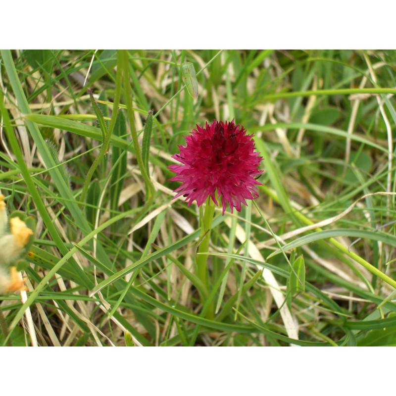 nigritella rubra (wettst.) k. richt.