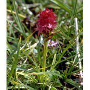 nigritella rubra (wettst.) k. richt.