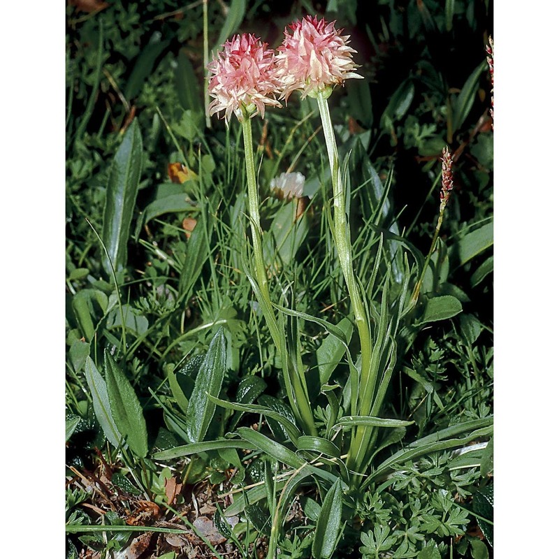 nigritella widderi teppner et e. klein