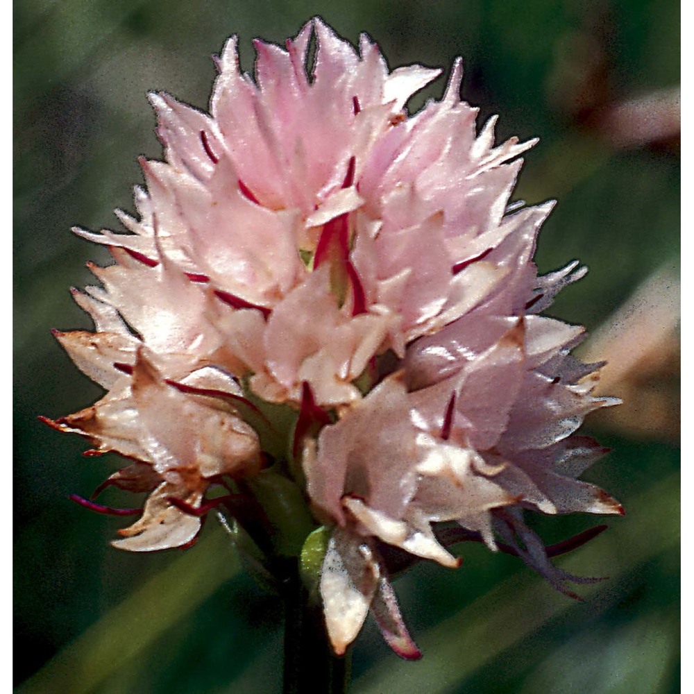 nigritella widderi teppner et e. klein