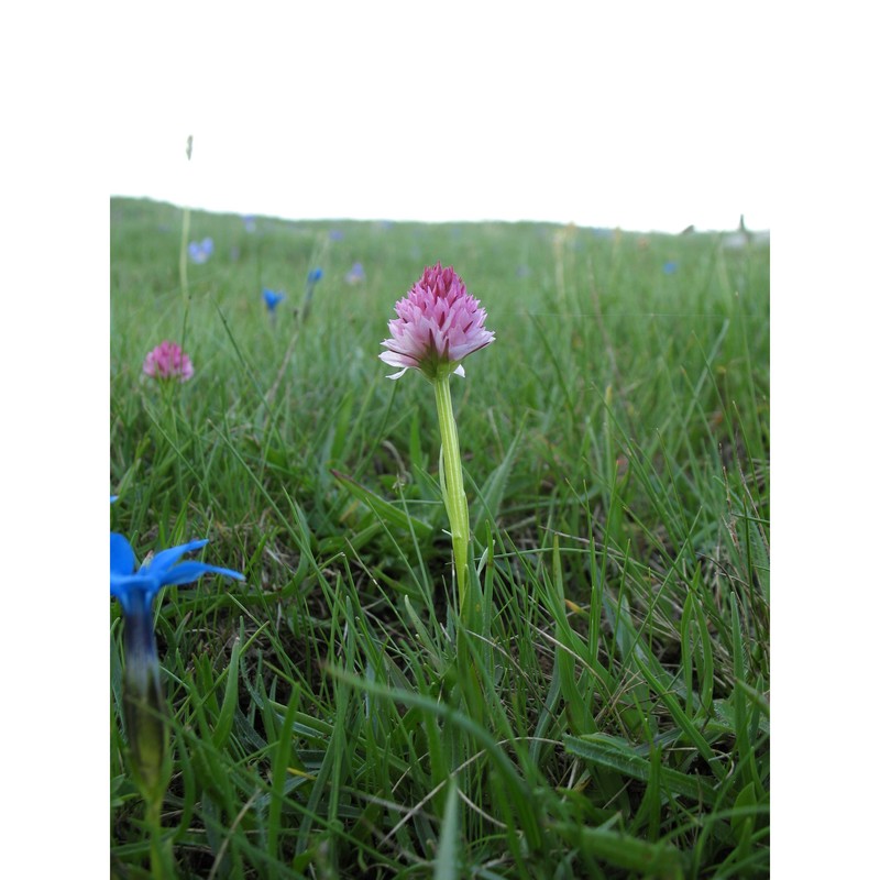 nigritella widderi teppner et e. klein