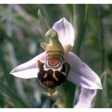 ophrys apifera huds.