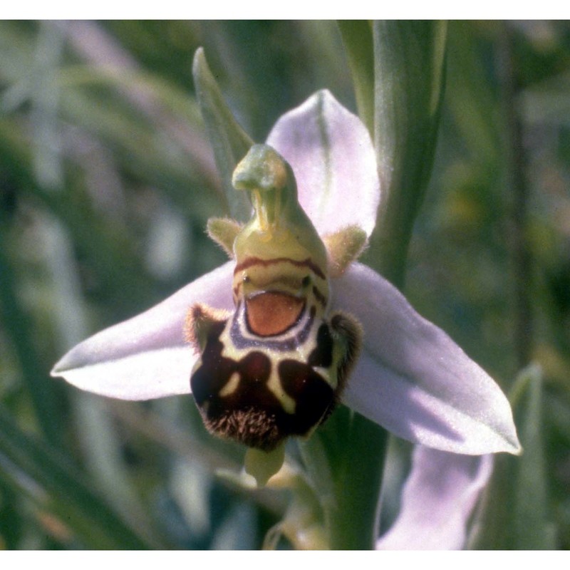 ophrys apifera huds.