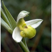 ophrys apifera huds.