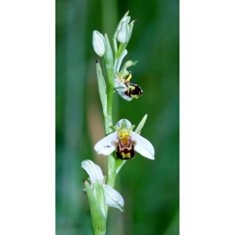 ophrys apifera huds.