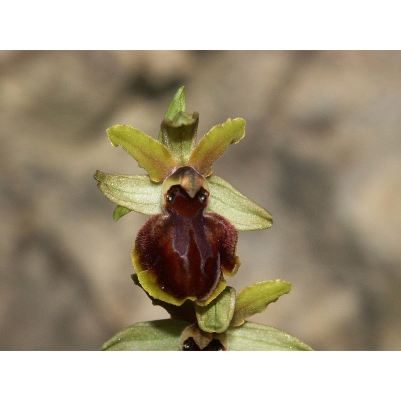 ophrys araneola rchb.