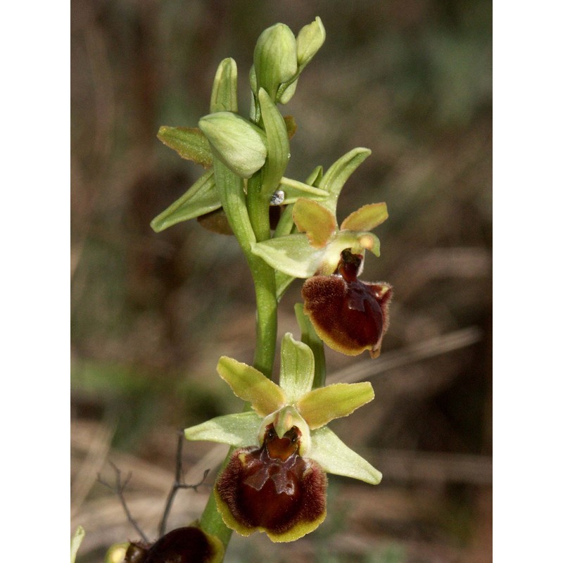 ophrys araneola rchb.