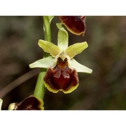 ophrys araneola rchb.