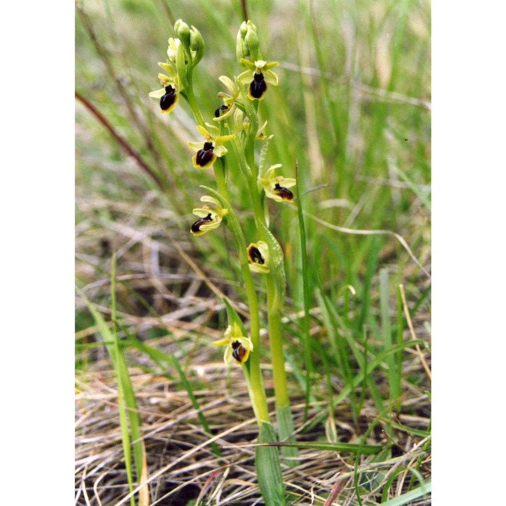 ophrys araneola rchb.