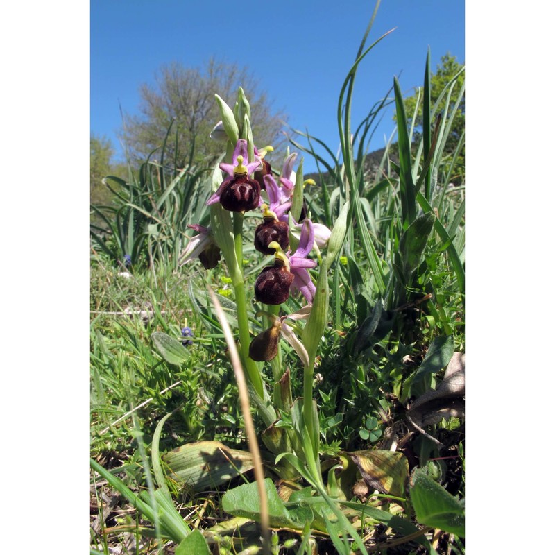 ophrys argolica h. fleischm.