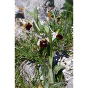 ophrys argolica h. fleischm.