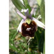 ophrys argolica h. fleischm.