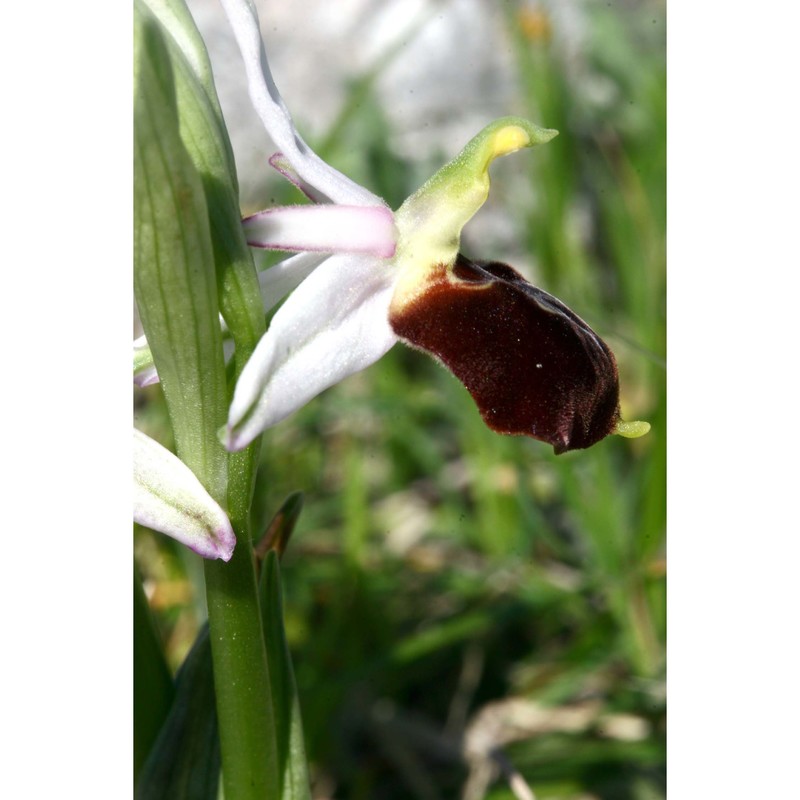 ophrys argolica h. fleischm.